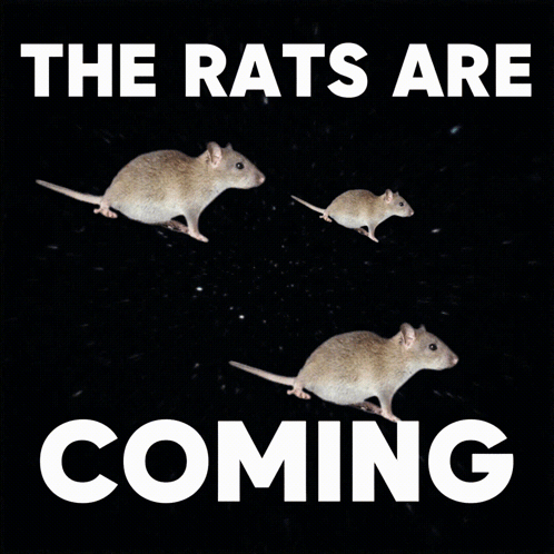 rat-rats