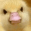 FlanbyAuKiwi FlanbyAuKiwi